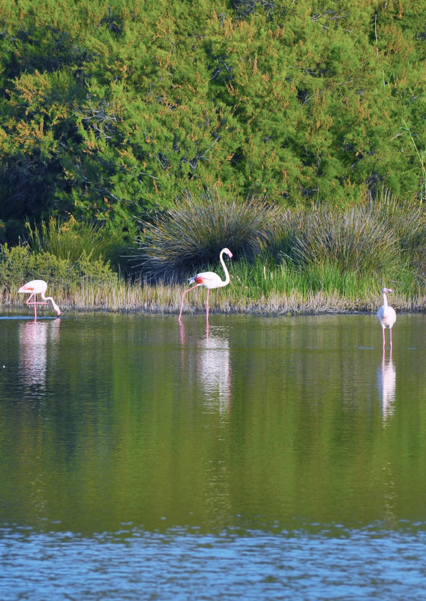 camping-village-flumendosa-pula-sardegna-la-natura